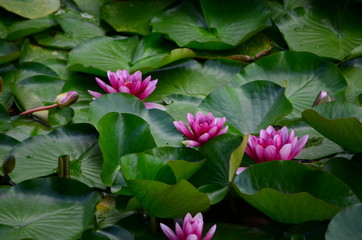 water lily