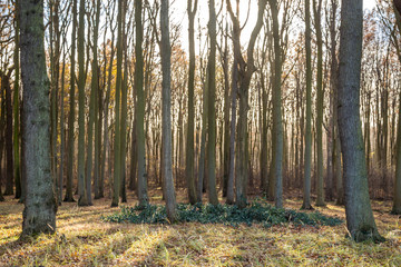 gespensterwald