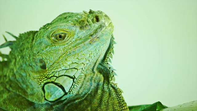 Green iguana on grey white background. Close-Up View Of Iguana.
