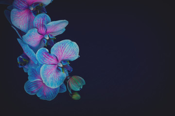 Bunch of fresh blue orchids on black background with copy space, retro toned