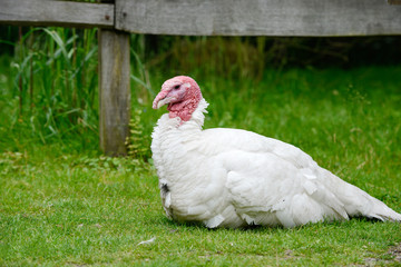 turkey  lying on meadow in free range