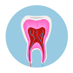 structure of the tooth