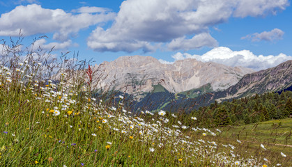 Val di Fiemme, Italy, summer lanscape with Dolomites  Alps in background and flowers in foreground. 