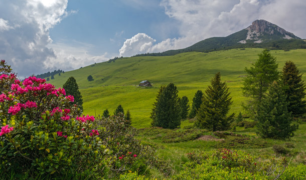 Val di Fiemme, Italy, summer lanscape with Dolomites  Alps in background and rhododendron in foreground. 