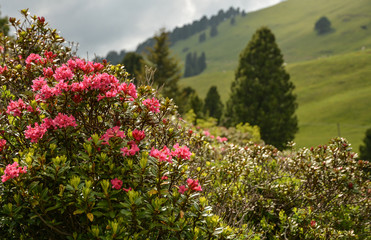 Val di Fiemme, Italy, summer lanscape with Dolomites  Alps in background and rhododendron in foreground. 