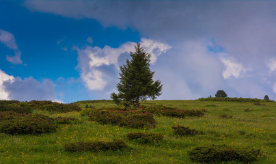Fototapeta premium Concept of life. Big alone tree in the field. Tree of life.