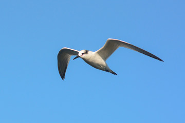 Beccapesci (Sterna sandvicensis) in volo