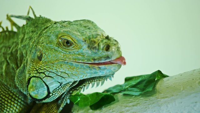 Green iguana on grey white background. Close-Up View Of Iguana.