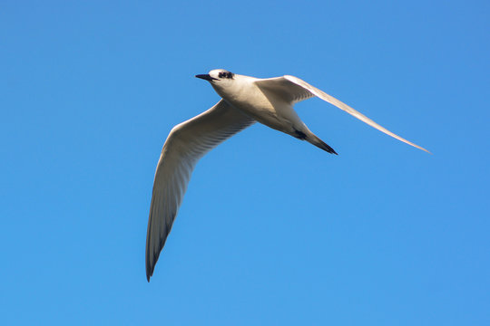 beccapesci (Sterna sandvicensis) in volo