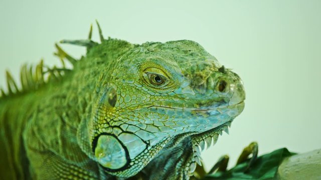 Green iguana on grey white background. Close-Up View Of Iguana.