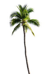 coconut palm tree isolated on white background 