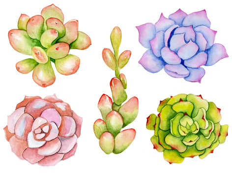 Download 12 448 Best Watercolor Succulent And Cactus Images Stock Photos Vectors Adobe Stock