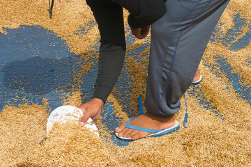 Traditional way to Make Paddy dry, The Social issue in Thailand