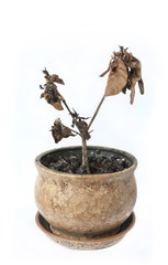 dead pot plant on white background