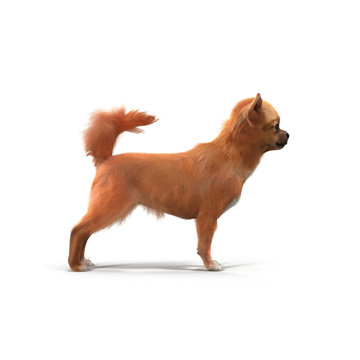 adult chihuahua on white. 3D illustration