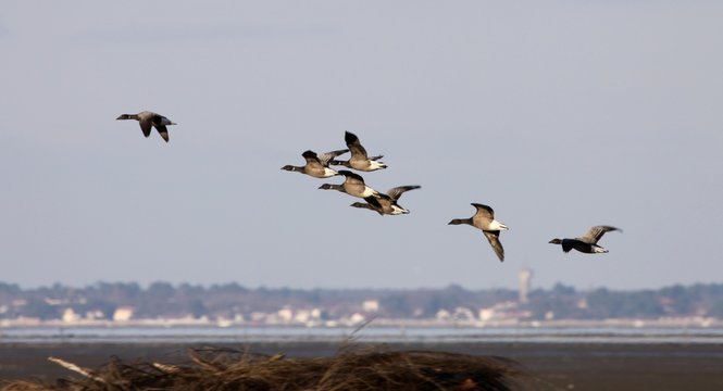 vol de bernaches cravant sur le bassin d'Arcachon
