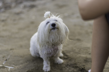 Premiando a bichón maltés.