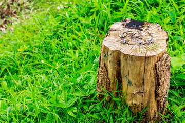 Log's crosscuts on the timber cutting, the background is green grass