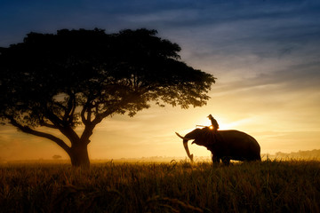 Fototapeta na wymiar silhouette of man ride elephant