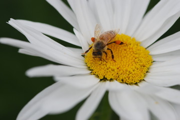A Close up of a Honey Bee Laden with Pollen on a White Daisy
