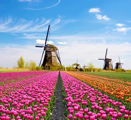 Poster Tulp Een magisch landschap van tulpen en molens in Nederland.