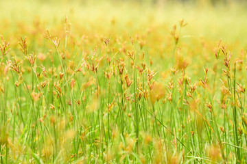 spring background with grass