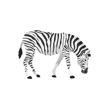 zebra was feeding illustration
