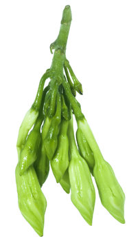 Organic food flower of Loroco. Guatemala. Fernaldia pandurata.