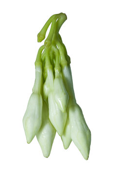 Organic food flower of Loroco. Guatemala. Fernaldia pandurata.