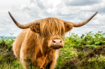 Highland Cow