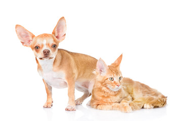 Tiny chihuahua puppy and maine coon cat together. isolated on white