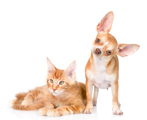 Little puppy and maine coon cat together. isolated on white 