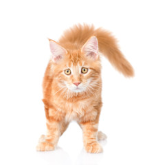 Sad maine coon cat looking at camera. isolated on white background