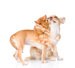Cat hugs and bites puppy. isolated on white background