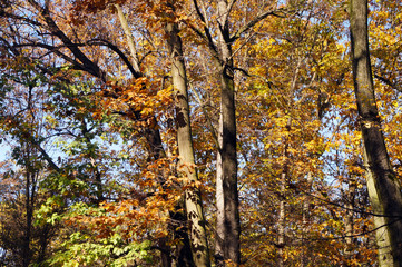 Alberi in panorama autunnale luminoso