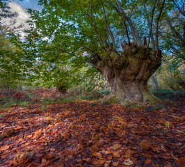 Ancient millennary chestnut tree