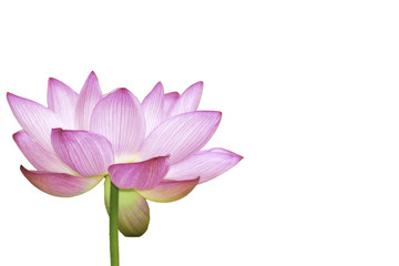 The Lotus Flower.White Background.Shooting location is the Sankeien in Yokohama, Kanagawa Prefecture Japan.
