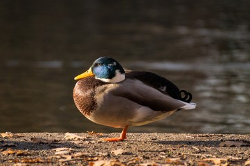 Ente auf einem Bein