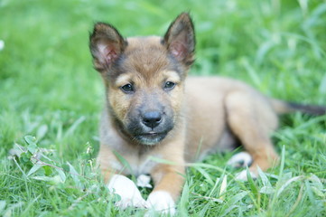 Puppy is lying in the meadow