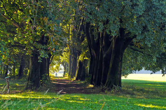 Viale alberato in campagna
