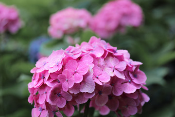 Beautiful Hydrangea of Hydrangea Celebration at Fujinomori Shrin
