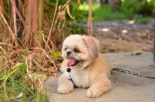 Black and white Shih Tzu puppy
