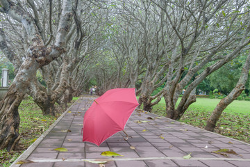 red umbrella is under Leafless trees
