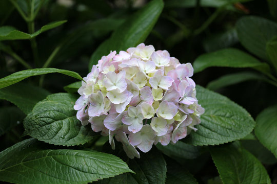 Beautiful Hydrangea of Hydrangea Celebration at Fujinomori Shrin