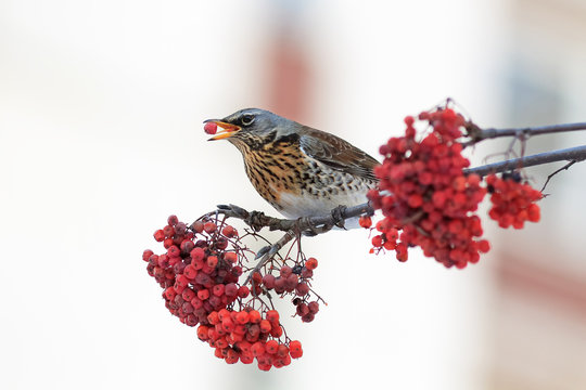 Какие птицы едят рябину осенью фото British Garden Birds Изображения: просматривайте стоковые фотографии, векторные 