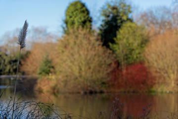Autumn Park Reeds