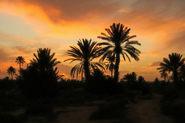 Fototapeta na wymiar coucher de soleil sur la palmeraie
