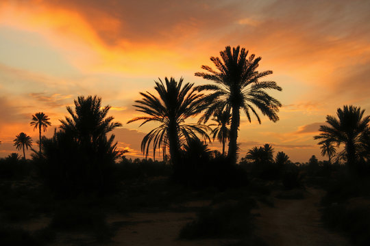 Fototapeta coucher de soleil sur la palmeraie