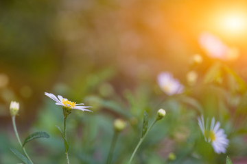 White daisy with light flare. Nature background