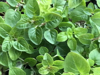 close up of Oregano plant